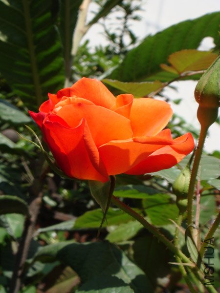 DSC02454.JPG