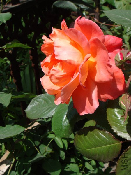DSC02536.JPG