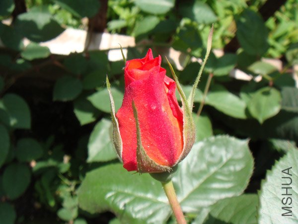 DSC02389.JPG