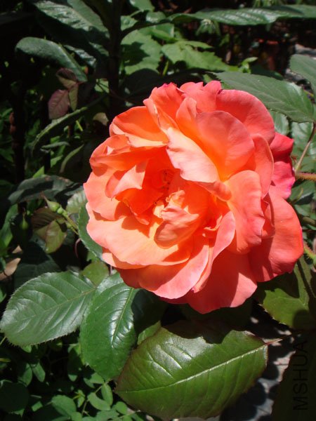 DSC02537.JPG