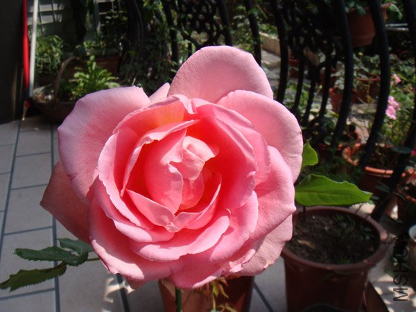 DSC02506.JPG