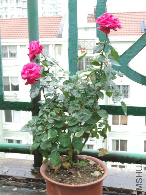 ȥ�궬���ĵ�