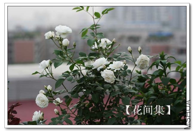 IMG_4428 ����.jpg