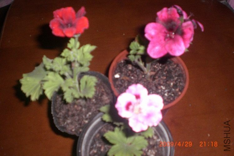 ��Ƭ 026.jpg