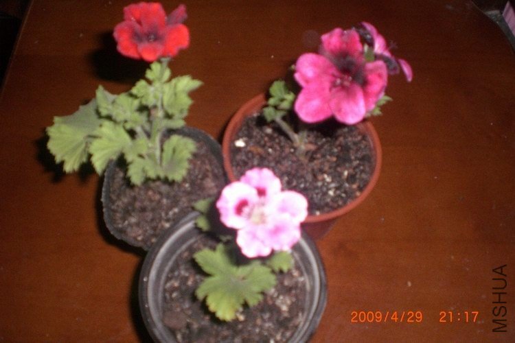 ��Ƭ 021.jpg