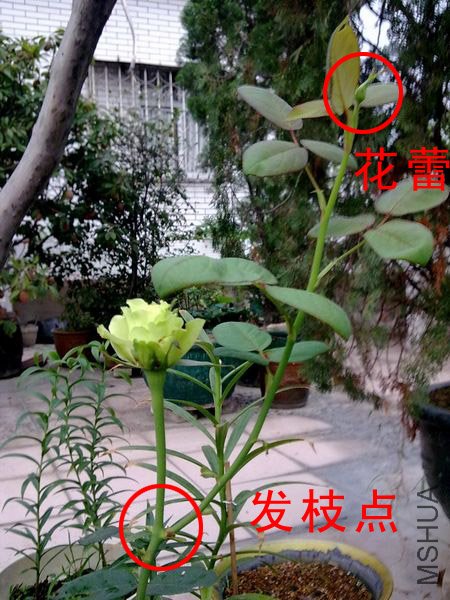 20090429793.jpg