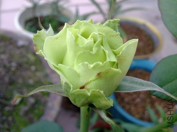 20090427771.jpg