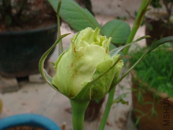 DSC07673.JPG