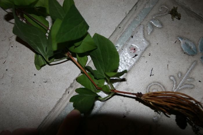 nEO_IMG_��Ƭ 004.jpg