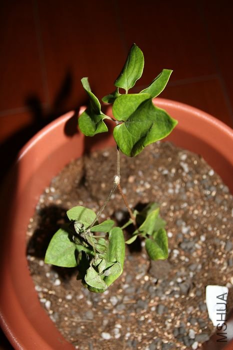 nEO_IMG_��Ƭ 011.jpg