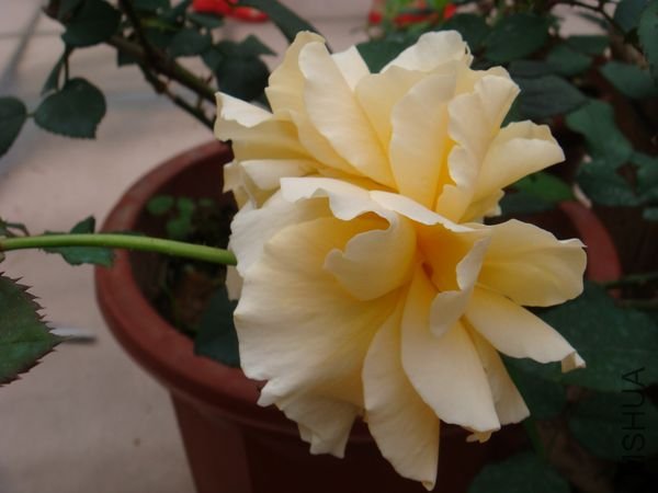 DSC07668.JPG