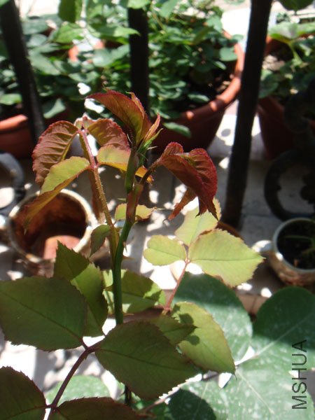 DSC02616.JPG