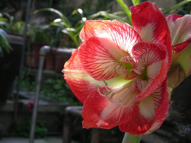 DSCN4141.JPG