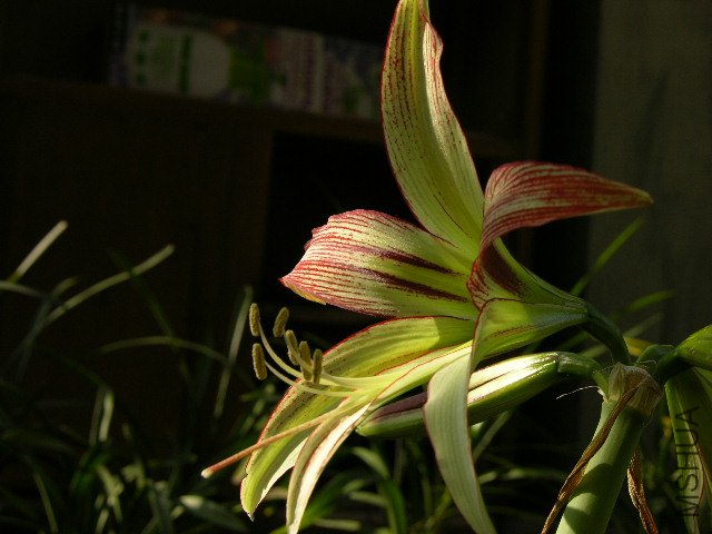 DSCN4092.JPG