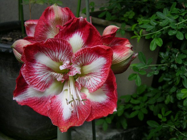 DSCN4181.JPG