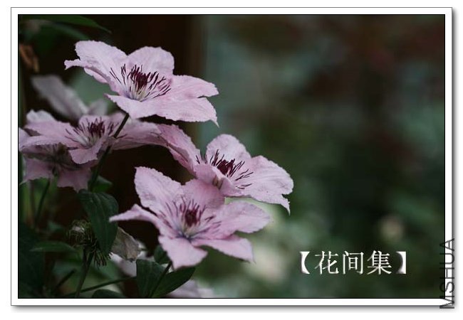 IMG_4642 ����.jpg