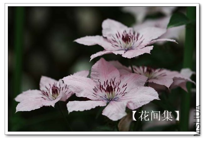 IMG_4675 ����.jpg