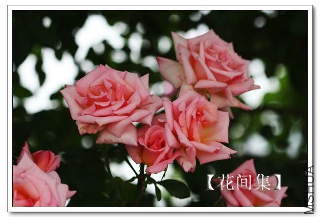 IMG_4671 ����.jpg