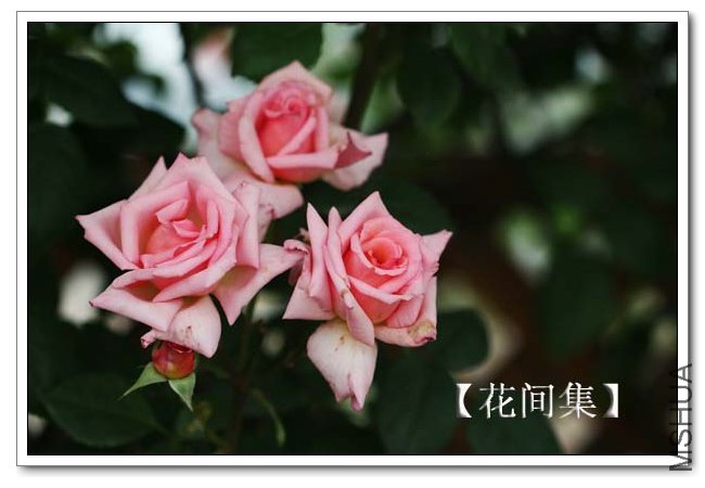 IMG_4670 ����.jpg