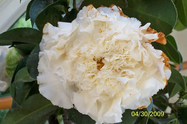 100_4518.JPG