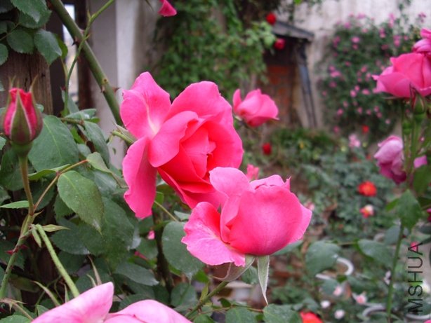 IMG_1389.JPG