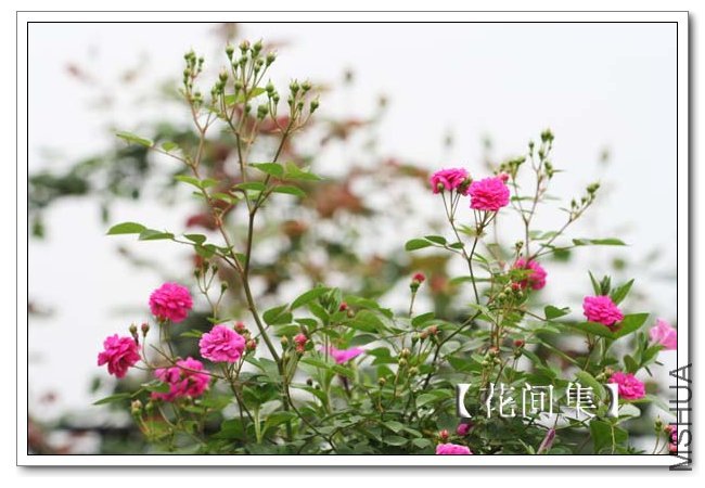 IMG_4563 ����.jpg