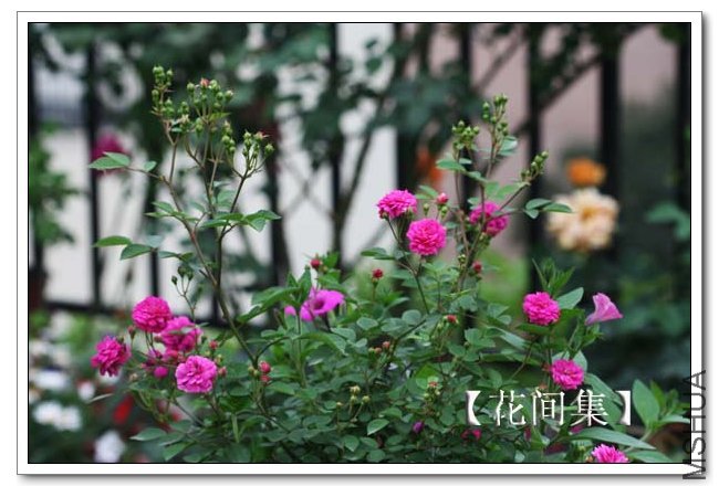 IMG_4561 ����.jpg