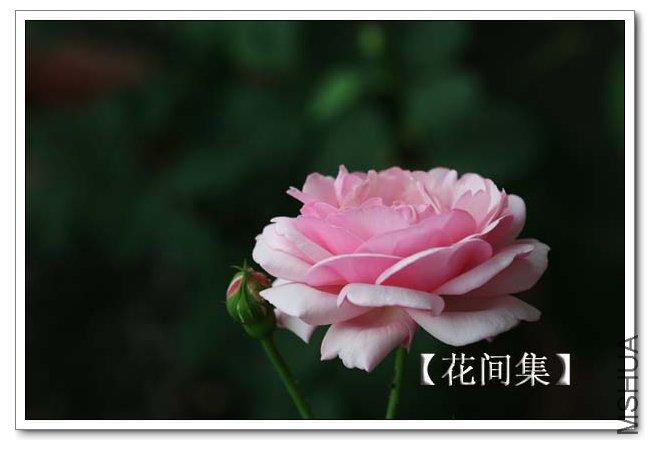 IMG_4649 ����.jpg