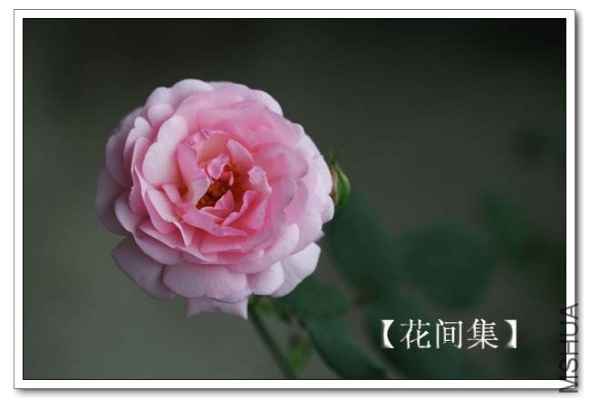 IMG_4651 ����.jpg