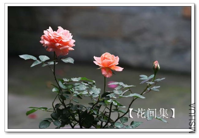 IMG_4594 ����.jpg