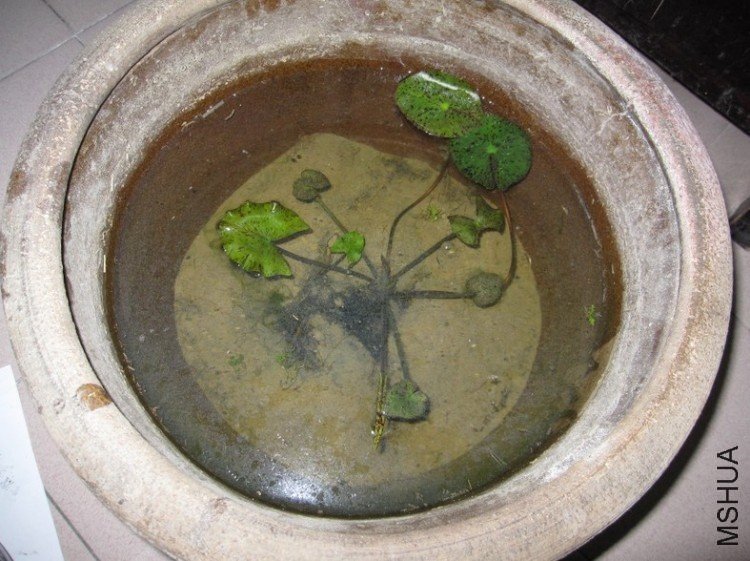 2009.4.20 ˯��.jpg