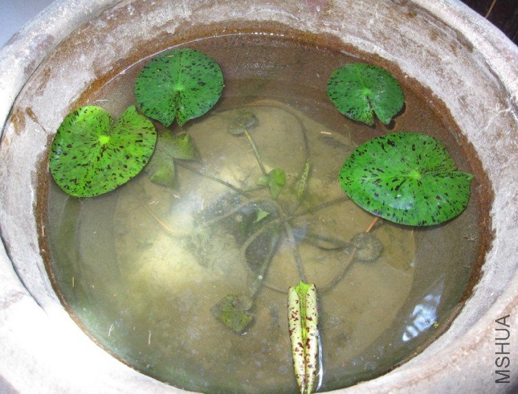 2009.5.1 ˯��.jpg