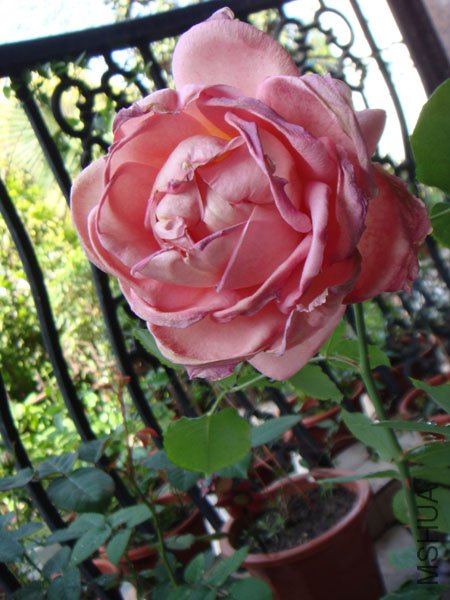 DSC02674.JPG