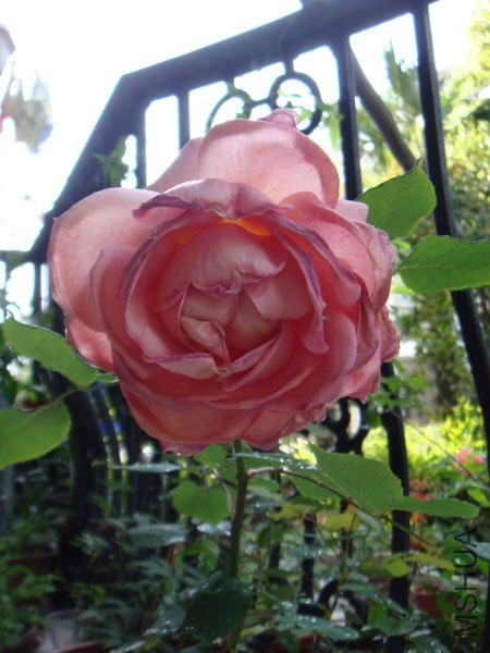 DSC02673.JPG