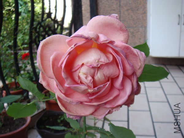 DSC02675.JPG