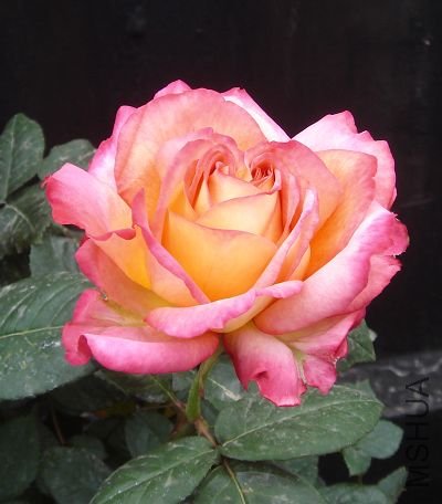 DSC03539.JPG