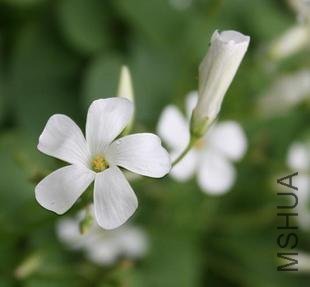 Oxalis articulata ssp. rubra f. crassipes-.jpg