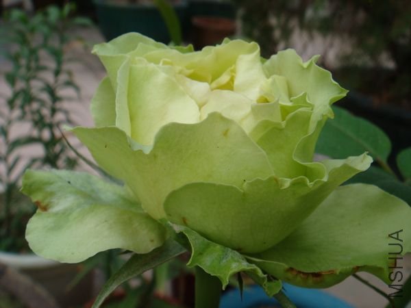 DSC07948.JPG