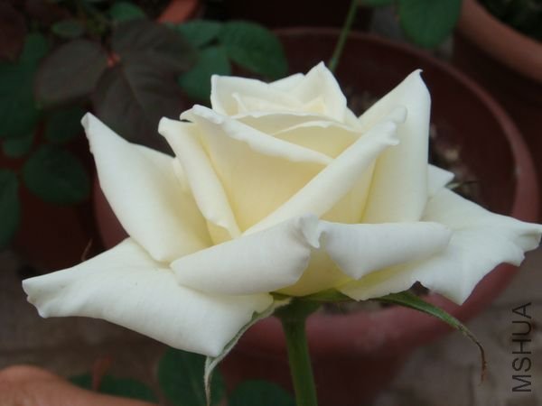 DSC07938.JPG