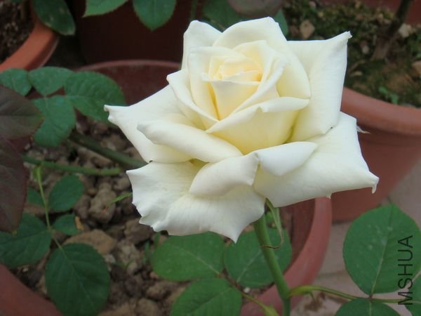 DSC07933.JPG
