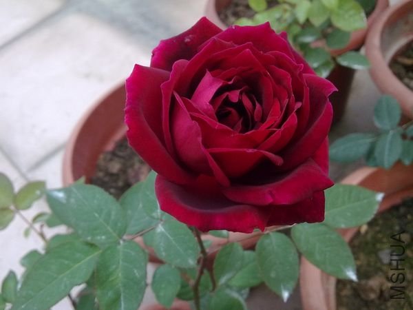 20090323613.jpg