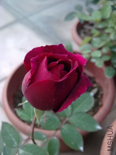 20090322605.jpg