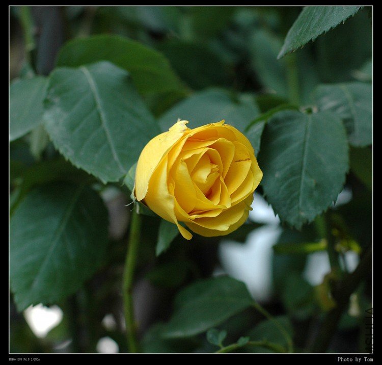 DSC_9987.jpg