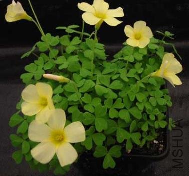 Primrose1-378x353.jpg