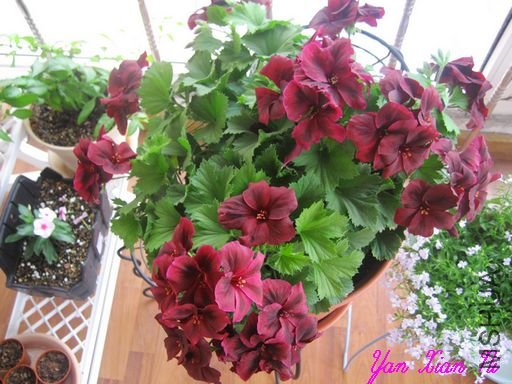 ��ʹ֮������ 037.jpg