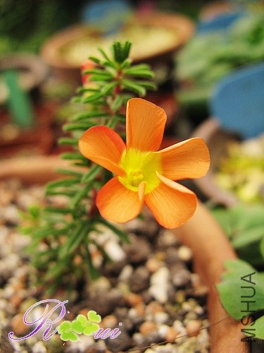 oxalis massoniana 9.jpg