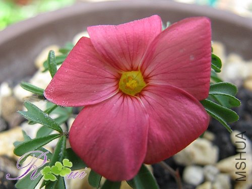 oxalis δ���������� ˮ�� 3.jpg