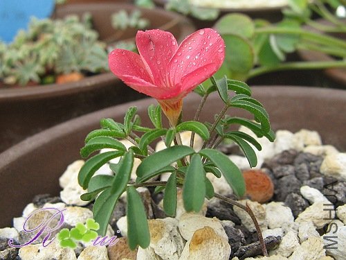 oxalis δ���������� ˮ�� 6.jpg