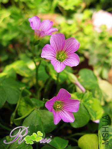 Oxalis corymbosa cv. \'Variegata\'53.jpg