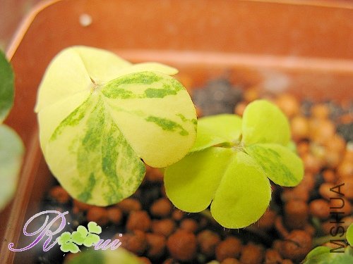 Oxalis corymbosa cv. \'Variegata\'41.jpg